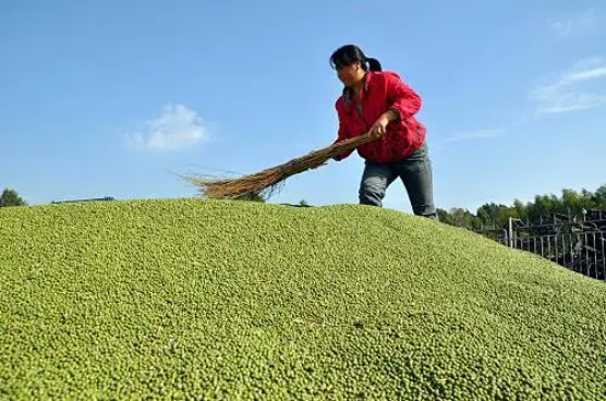 集團(tuán)全力助推黑龍江省委托招商引資，以農(nóng)業(yè)高質(zhì)量發(fā)展助推鄉(xiāng)村振興