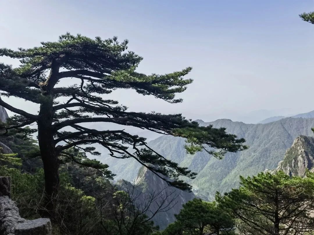 東方龍商務與春天有個約會！集團100余人赴安徽黃山“團建”，太嗨了！“奔跑二季度”——我們準備好了！